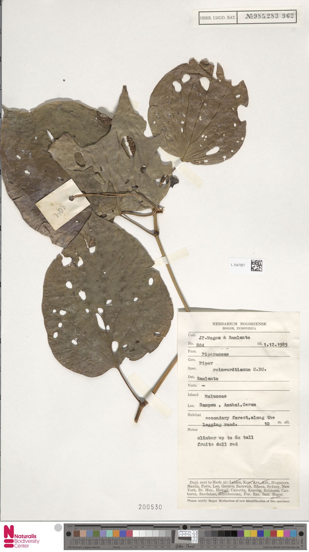 Macropiper reinwardtianum