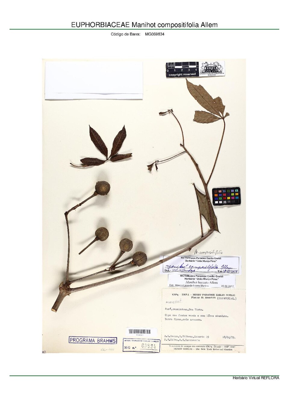 Manihot compositifolia
