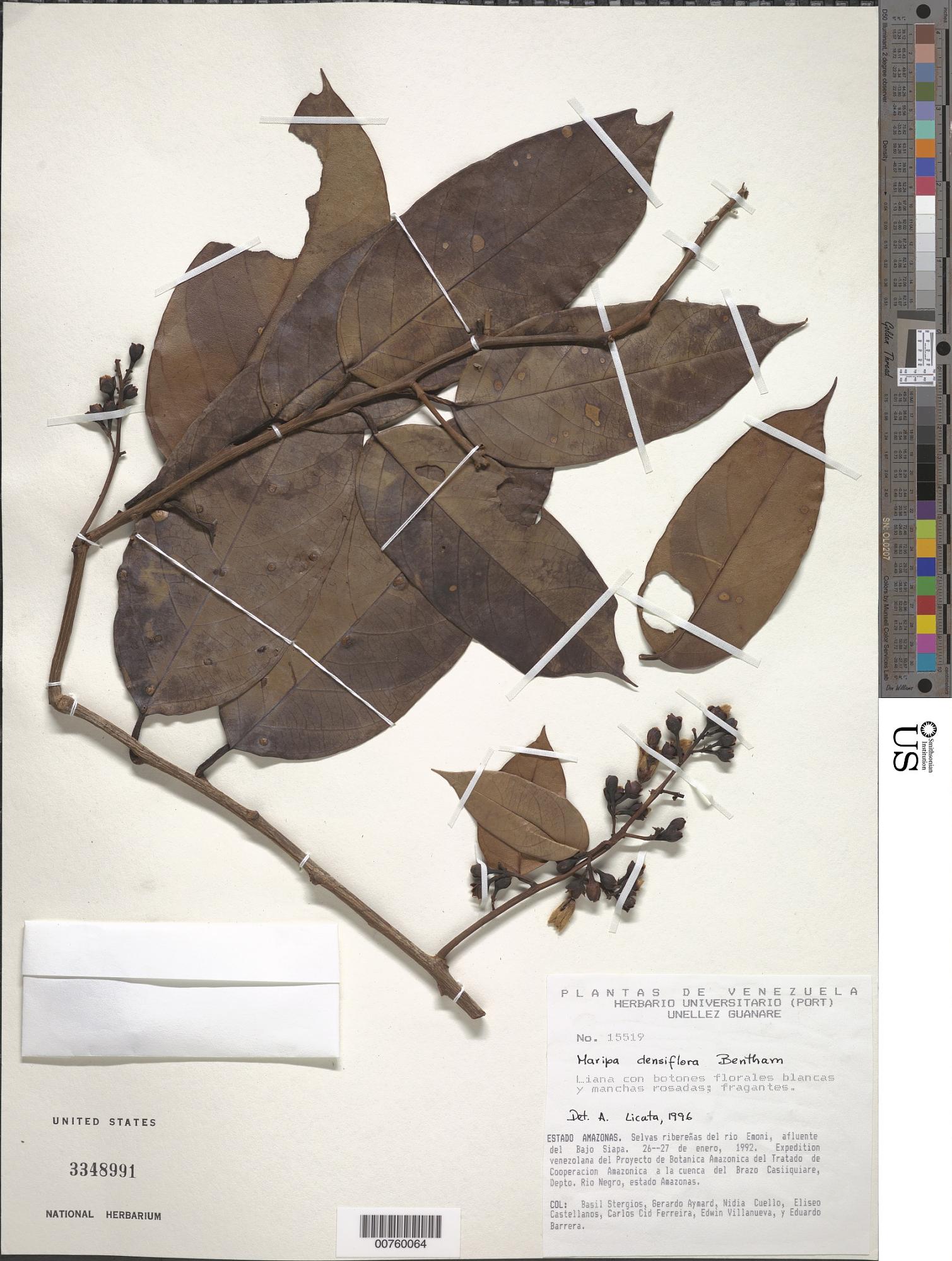 Maripa densiflora