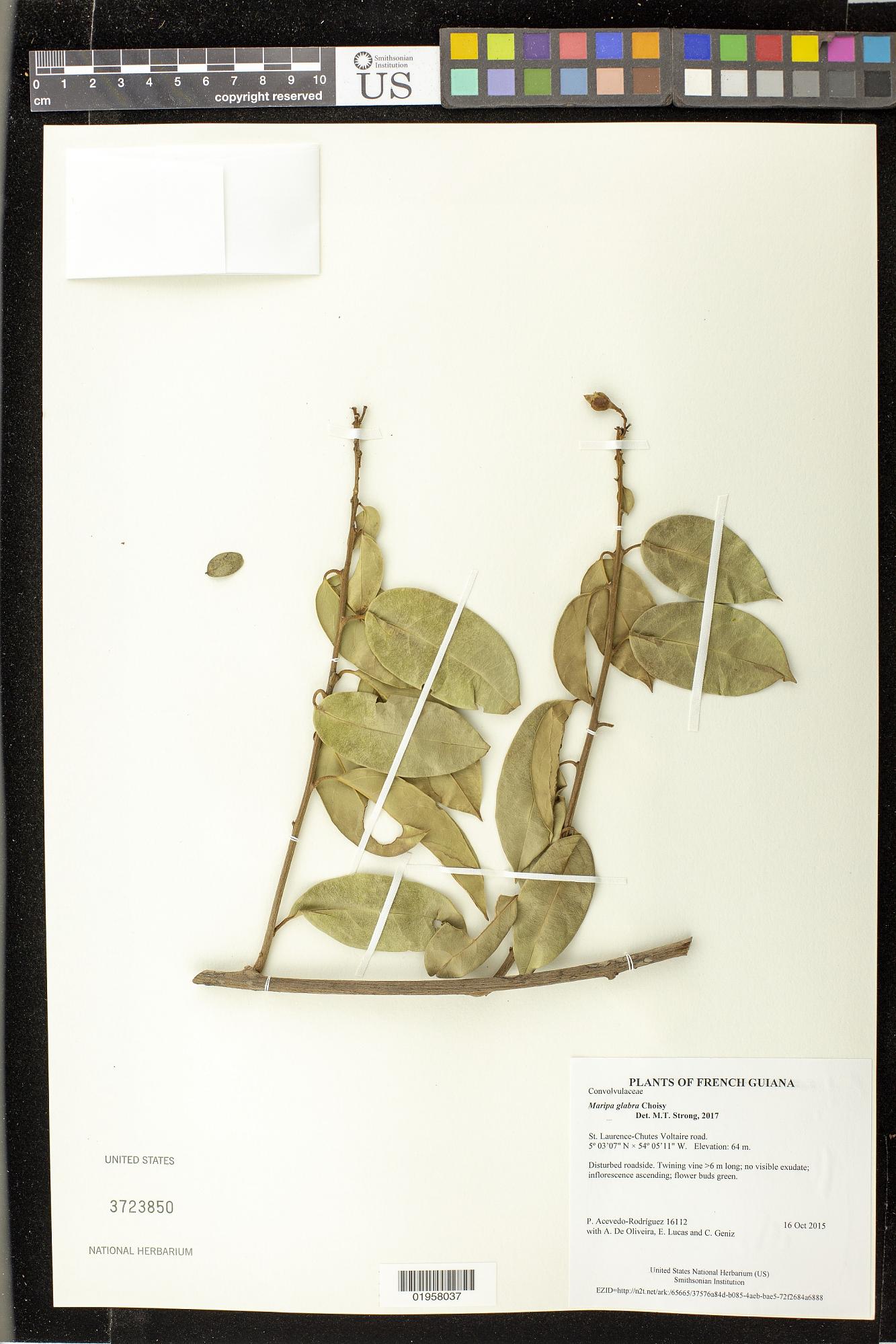 Maripa glabra