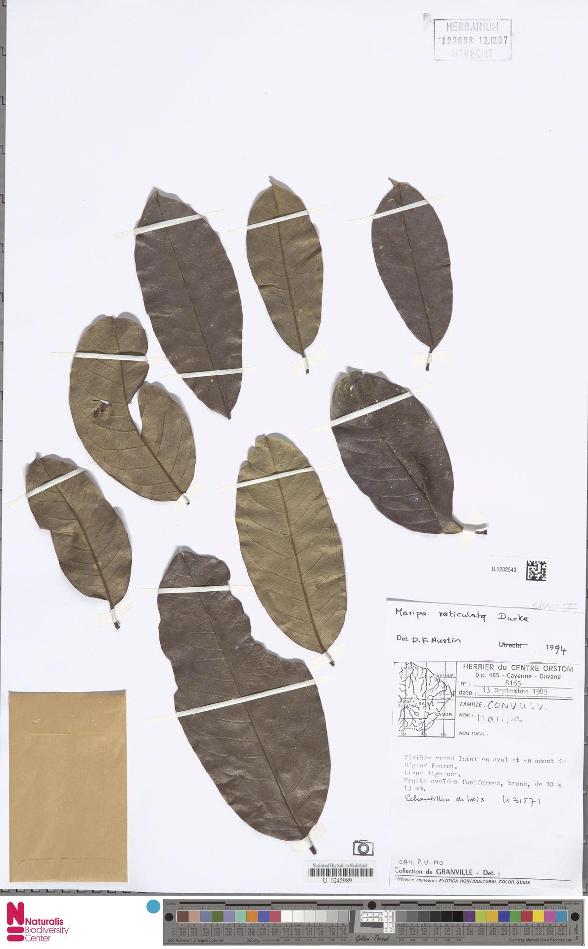 Maripa longifolia