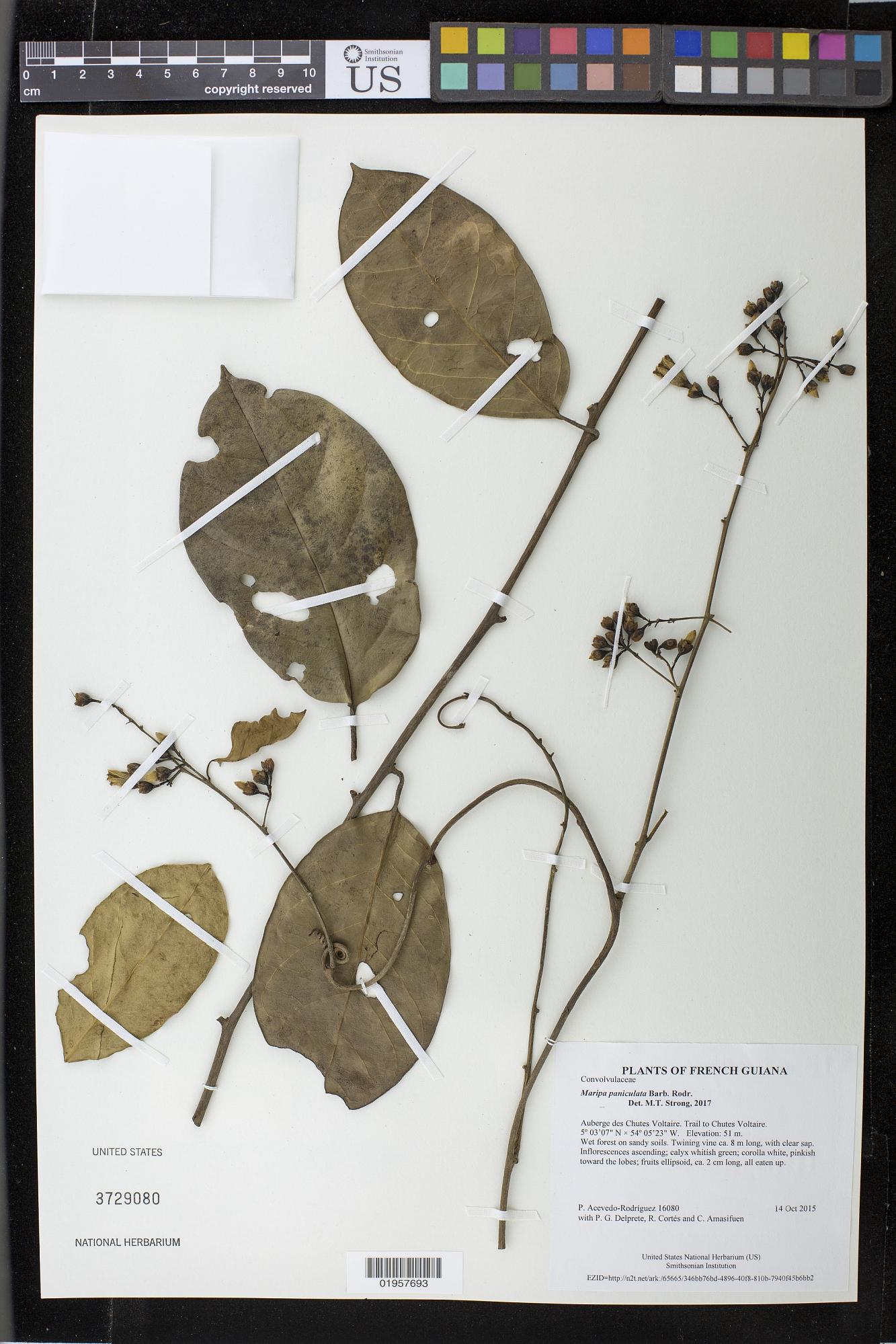 Maripa paniculata