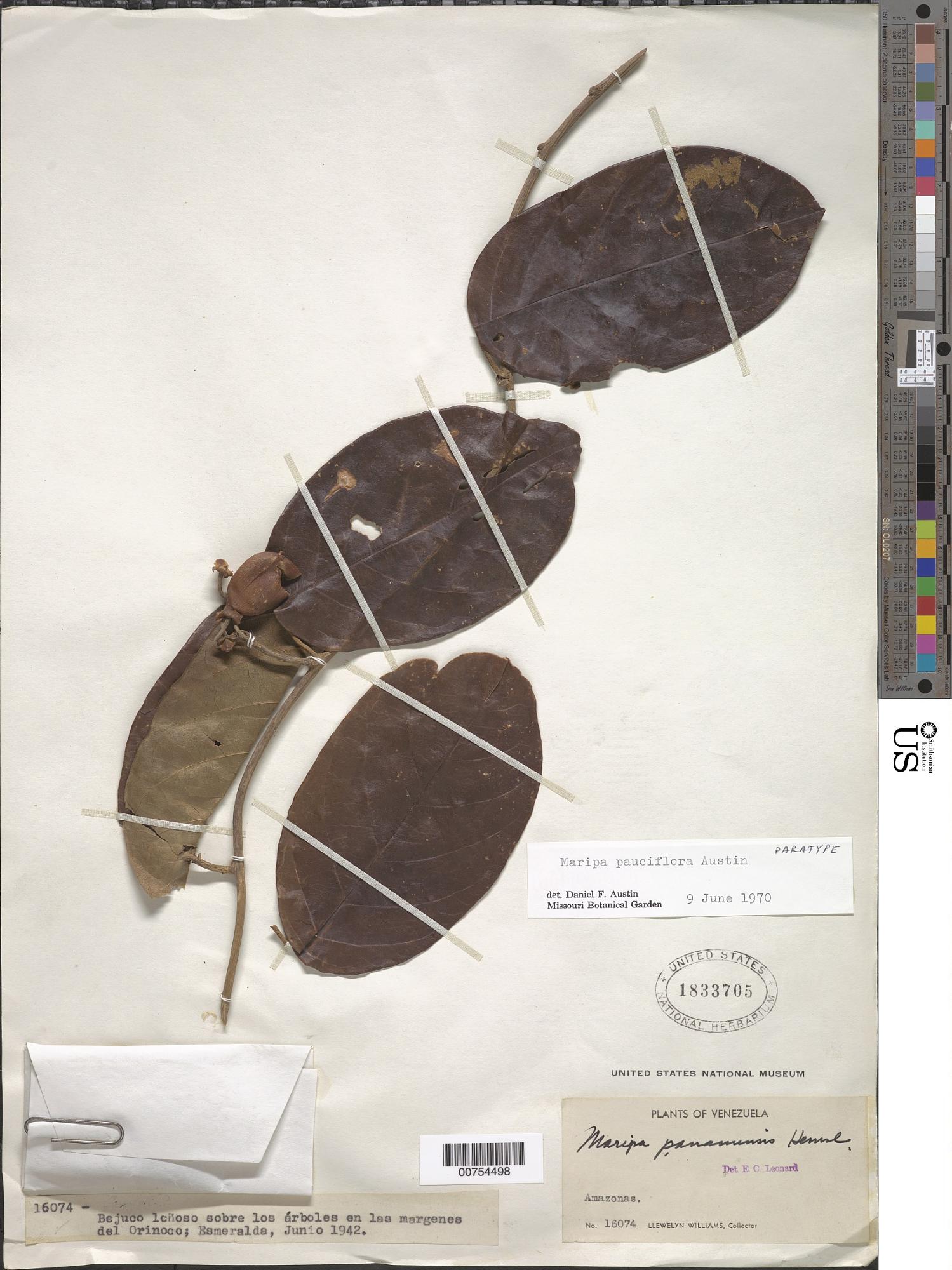 Maripa pauciflora