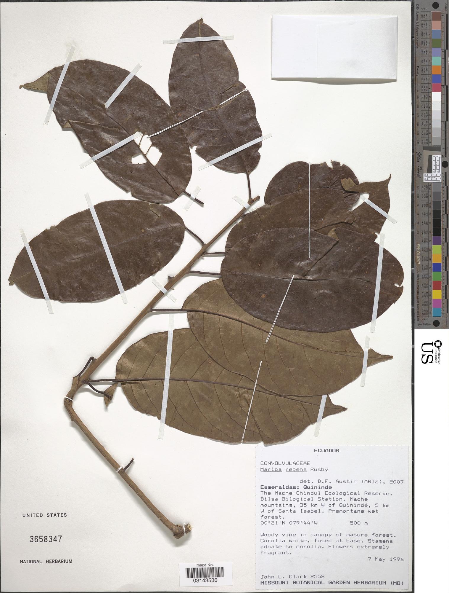 Maripa repens