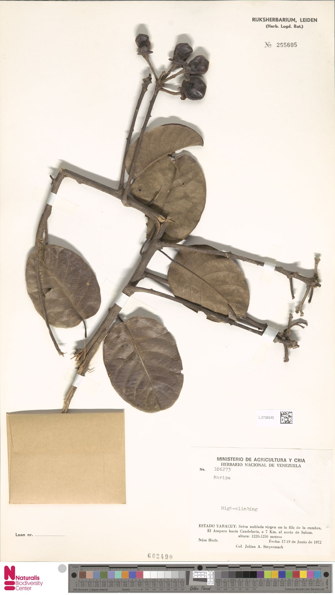 Maripa stellulata