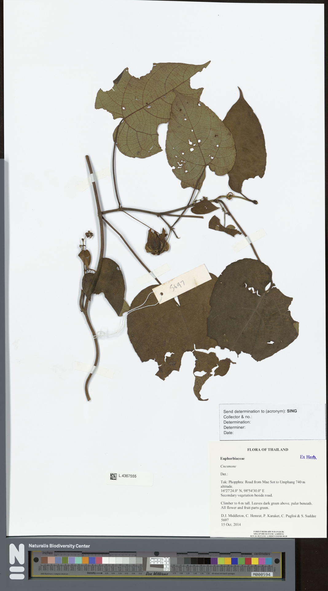 Megistostigma burmanicum