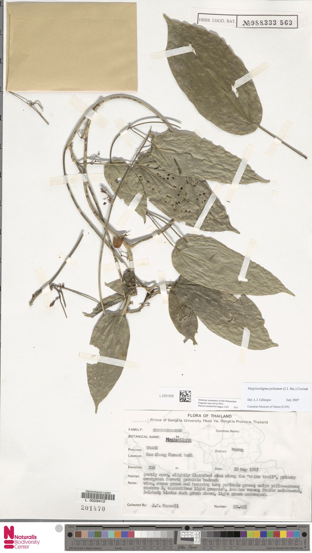 Megistostigma peltatum
