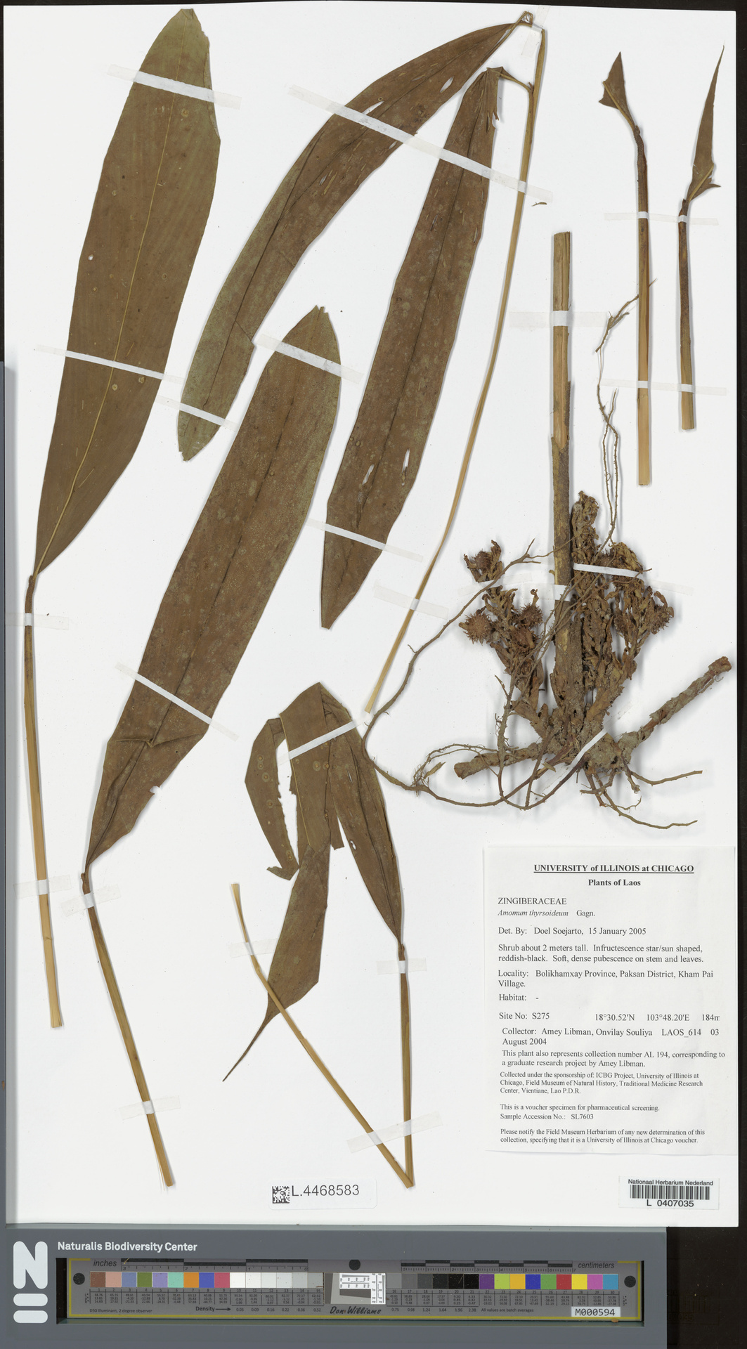 Meistera gagnepainii