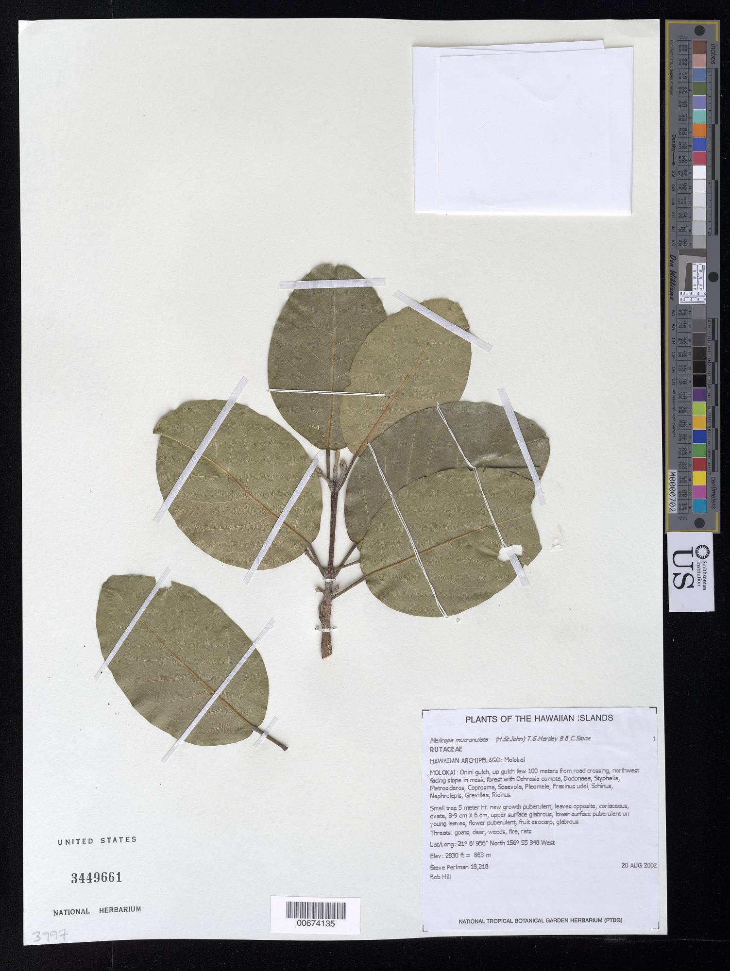 Melicope mucronulata