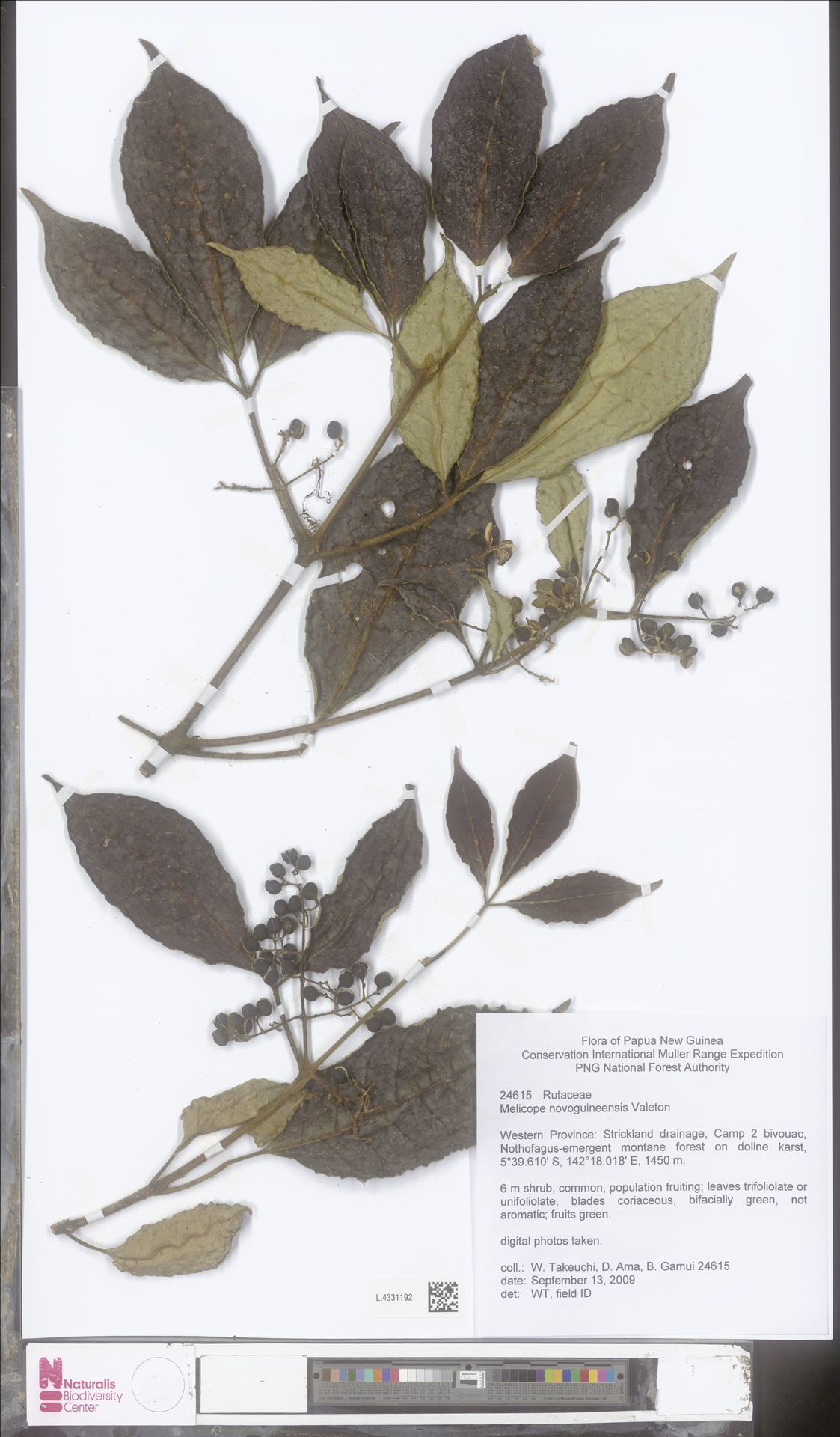 Melicope novoguineensis