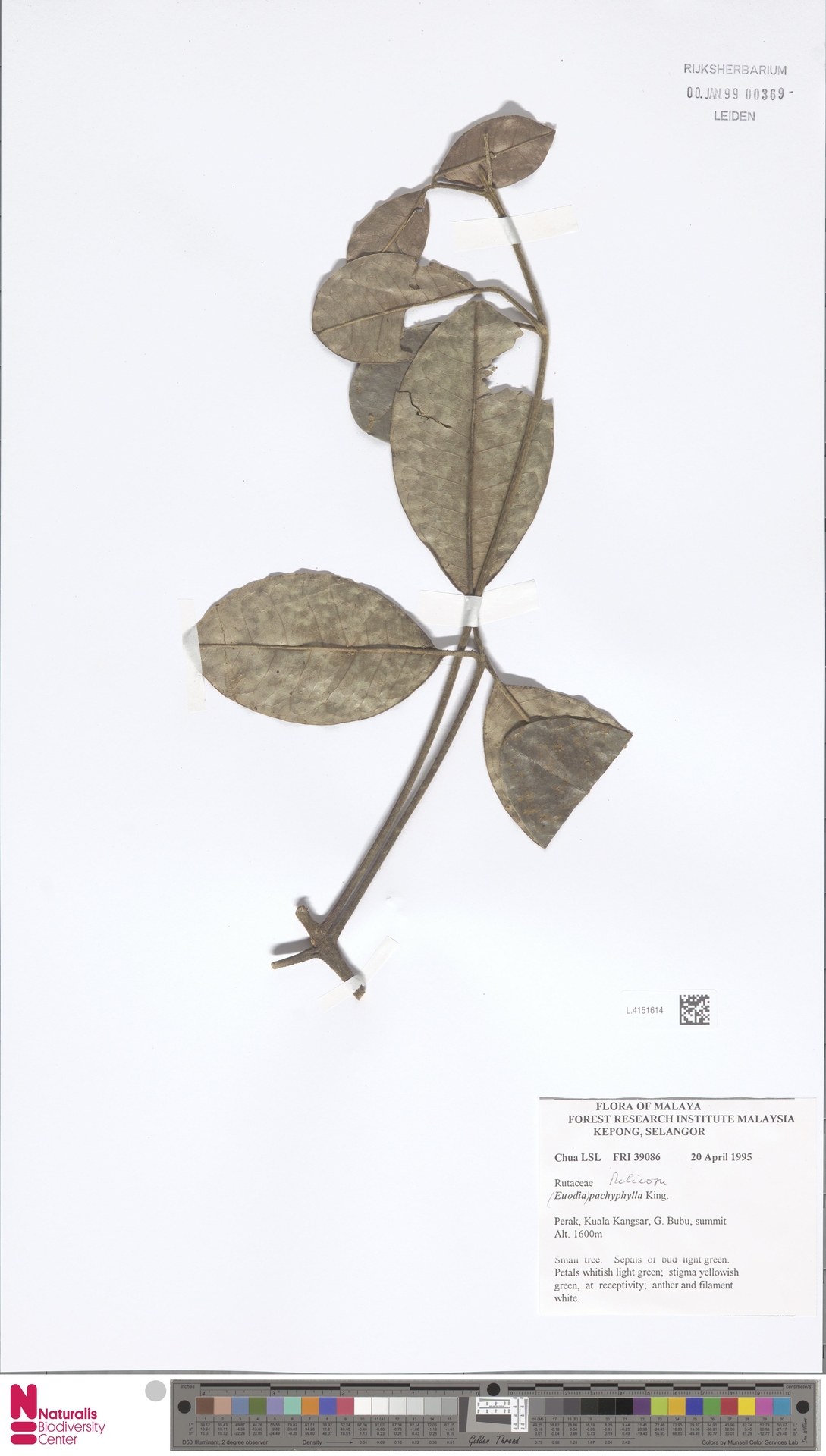 Melicope pachyphylla