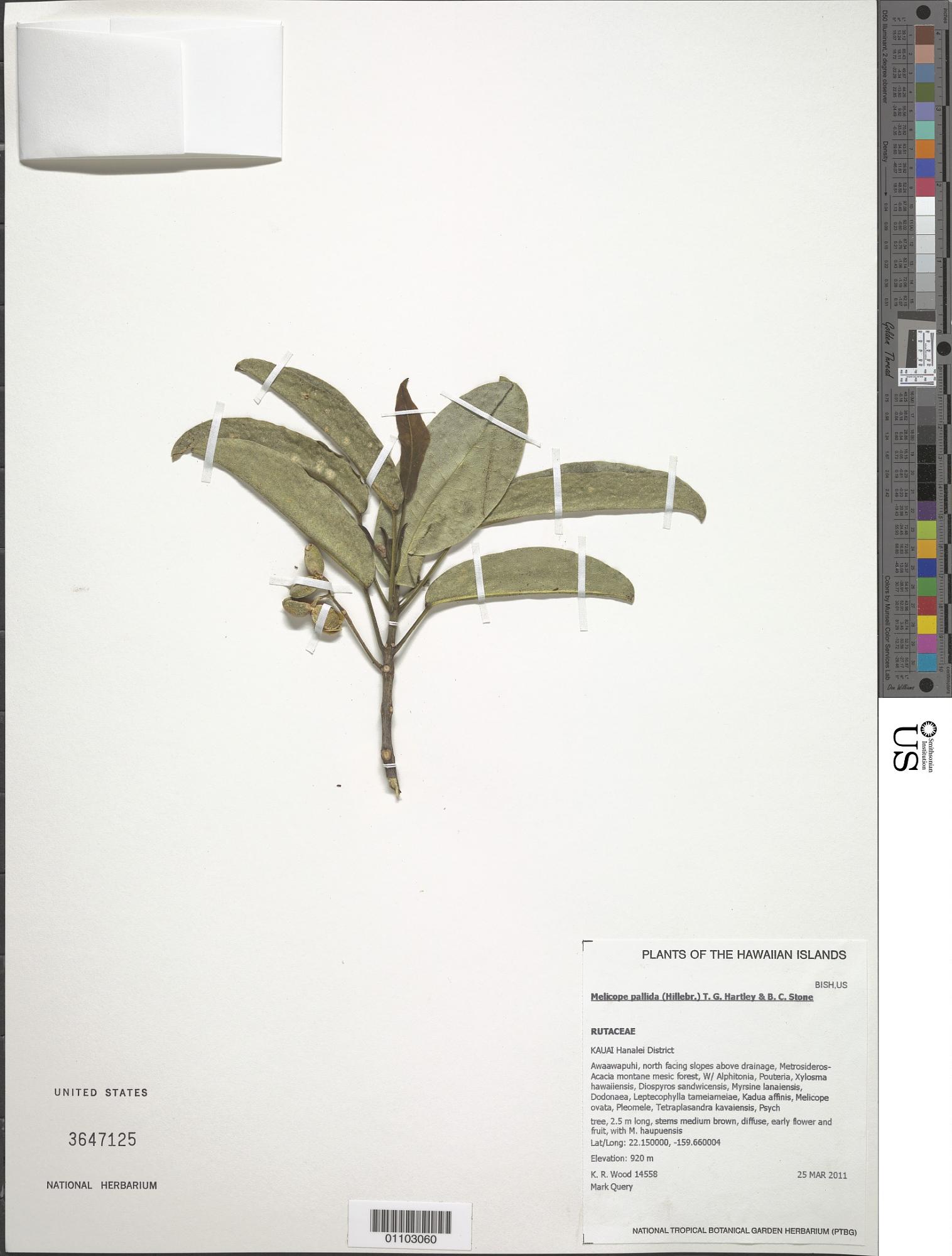 Melicope pallida