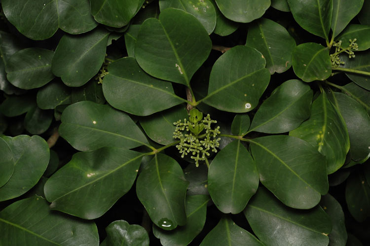 Melicope polybotrya