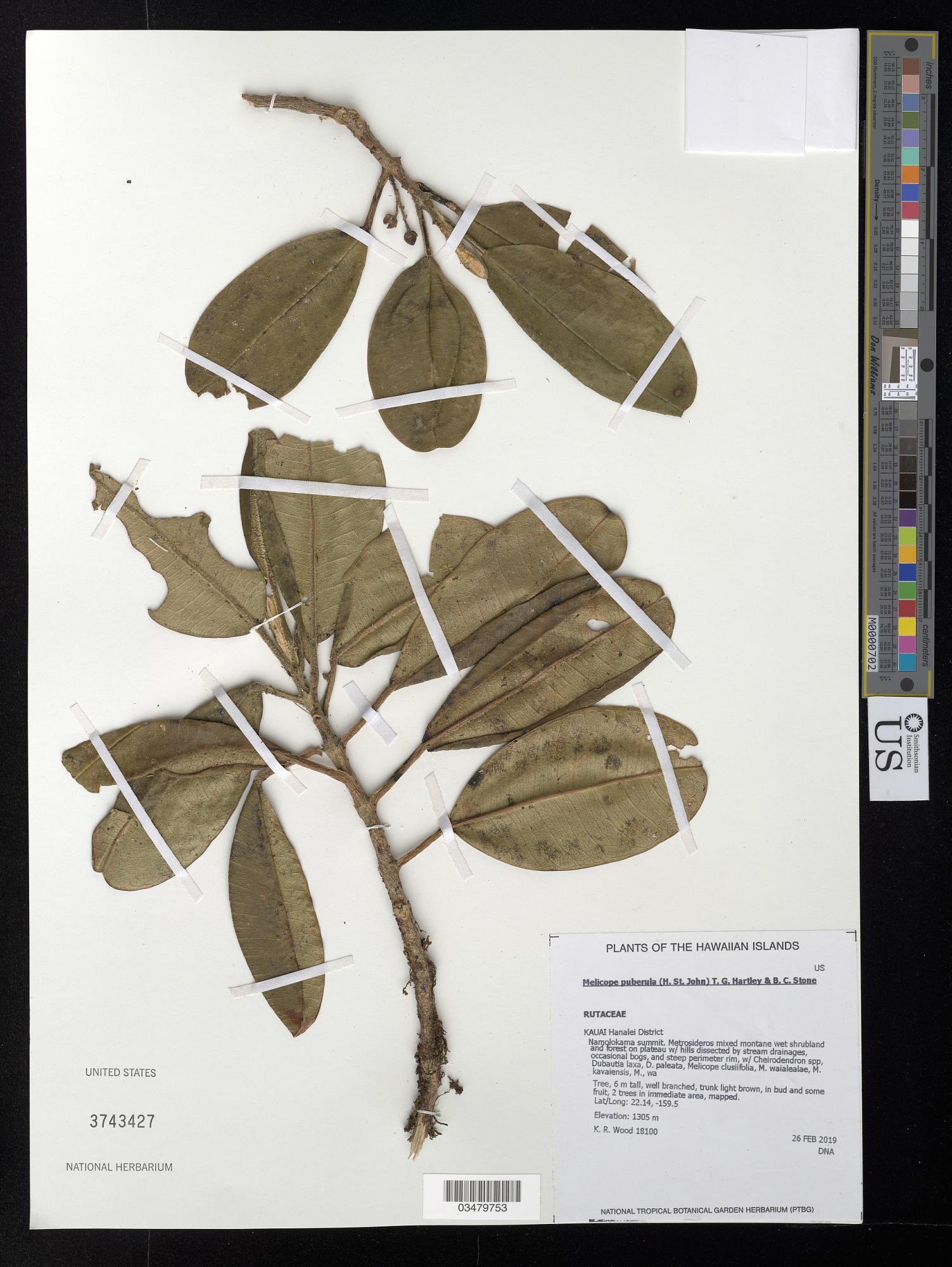 Melicope puberula
