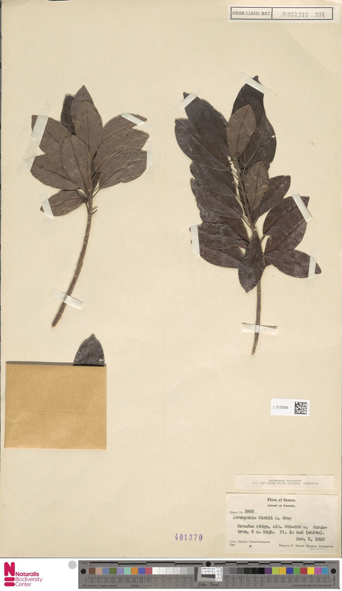 Melicope richii