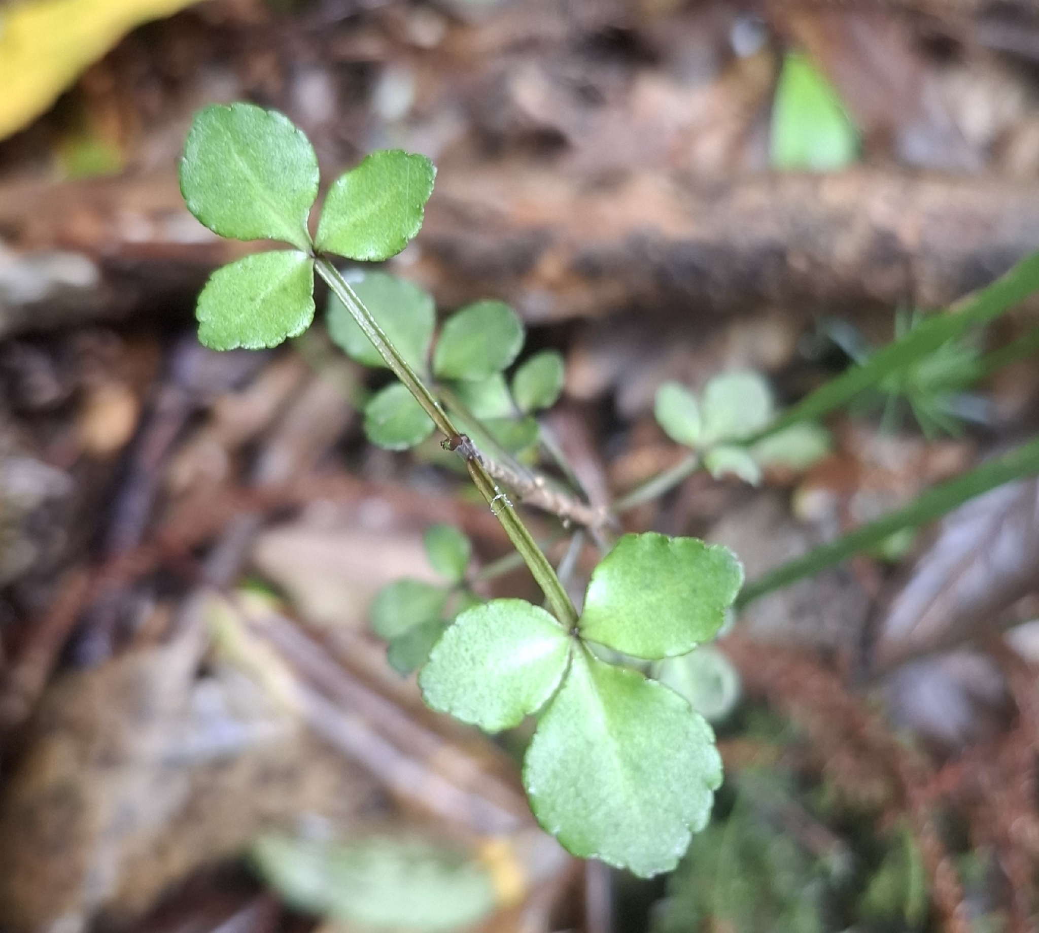 Melicope simplex