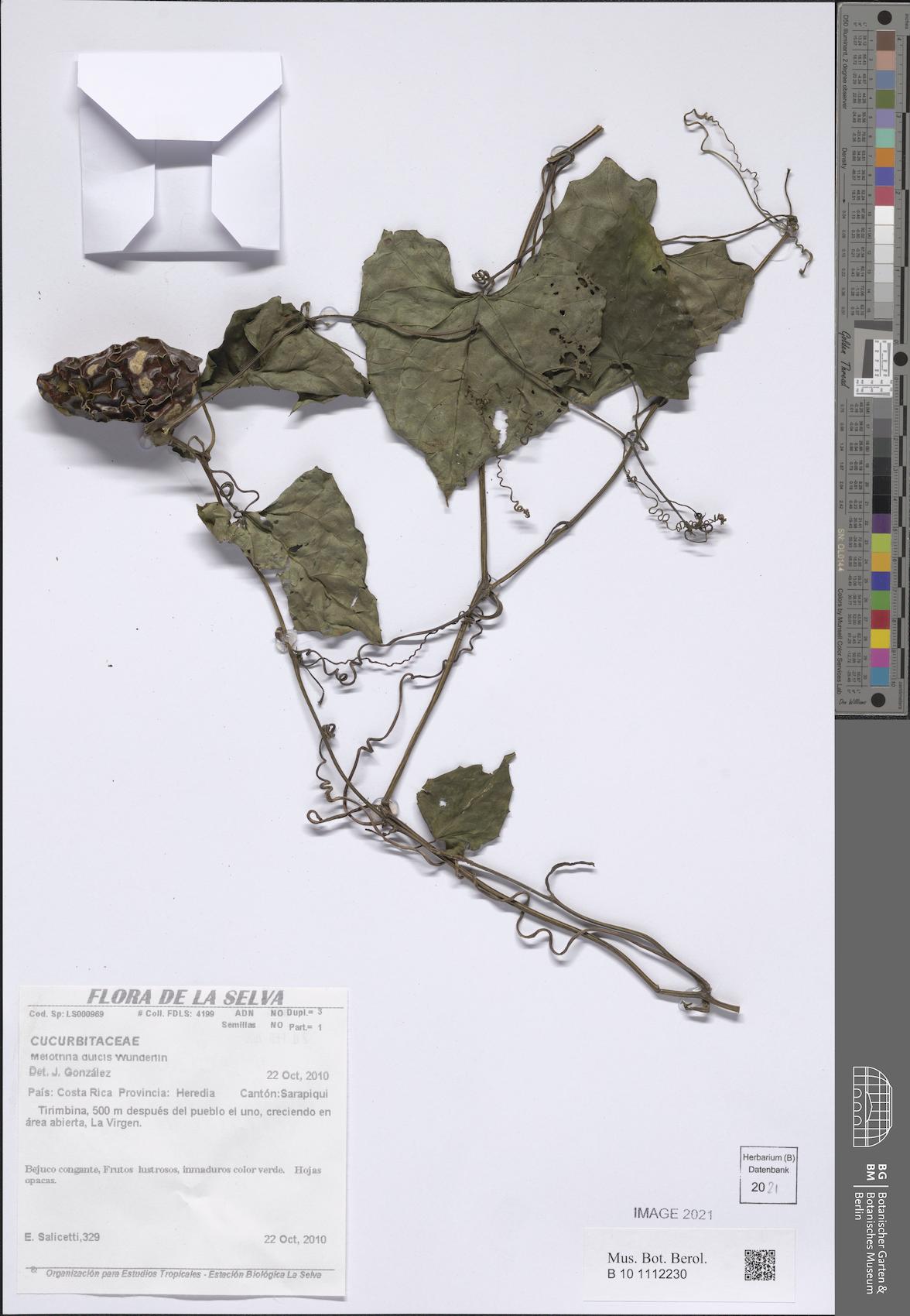 Melothria dulcis