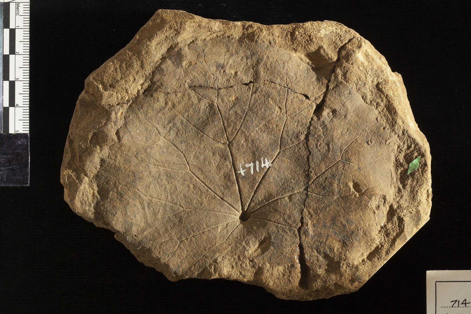 Menispermites grandis