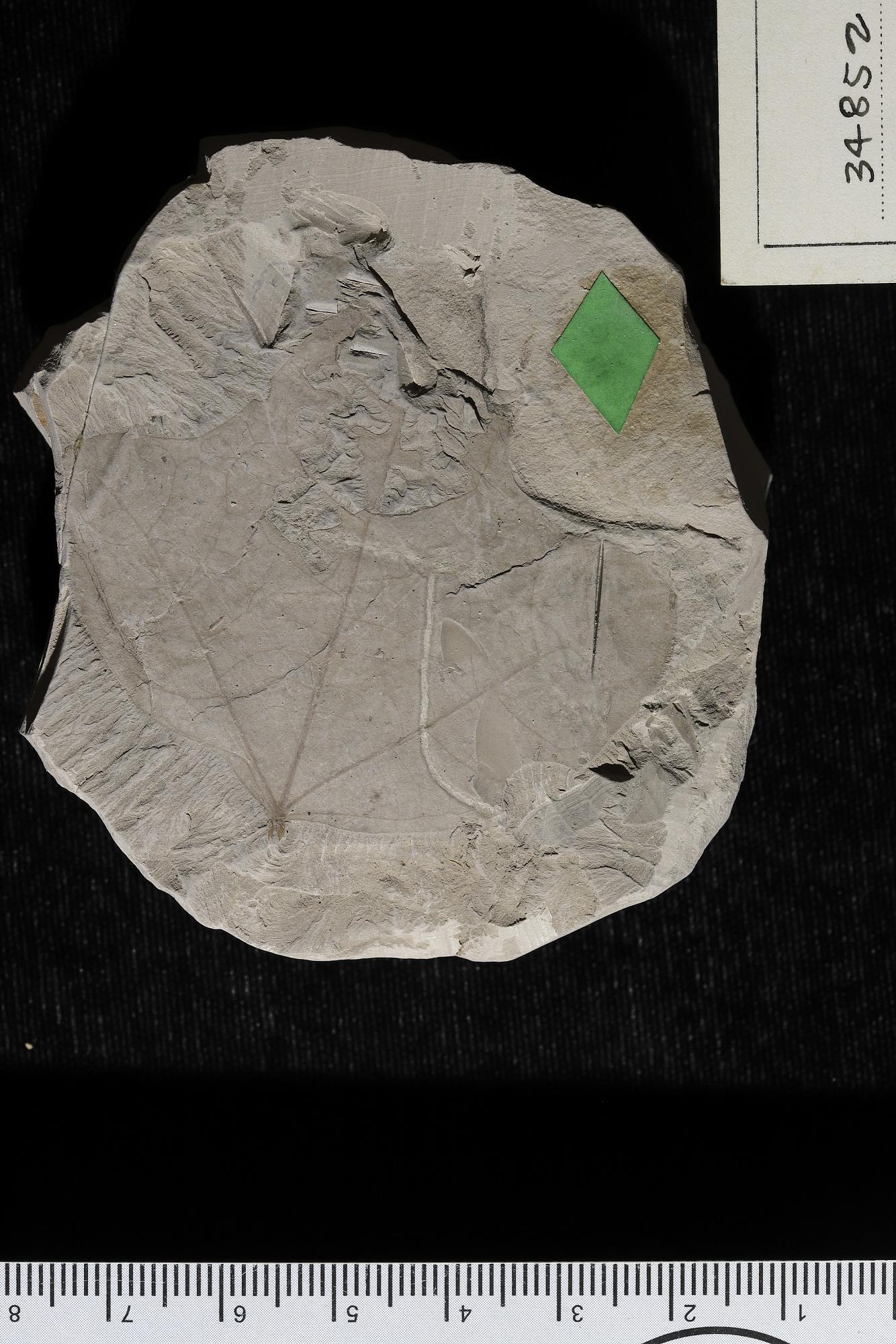 Menispermites trilobatus