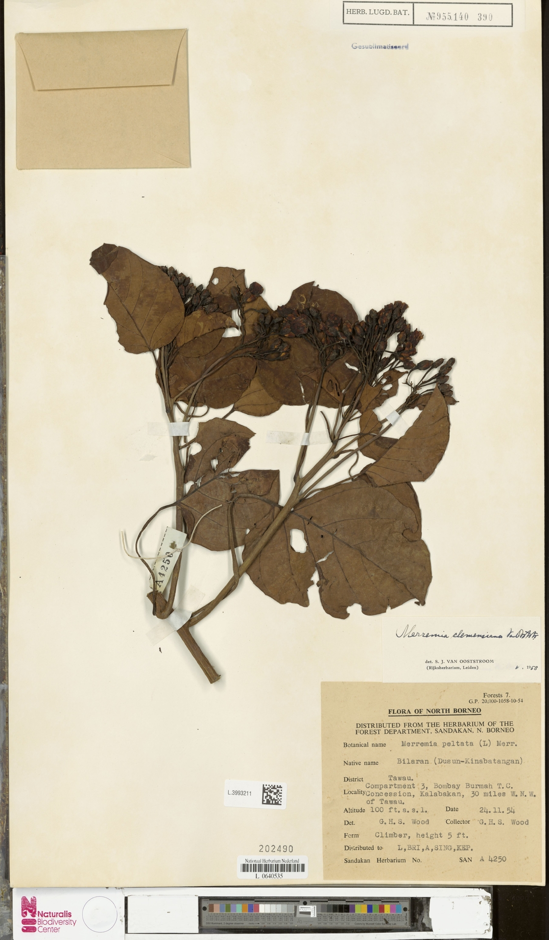 Merremia clemensiana