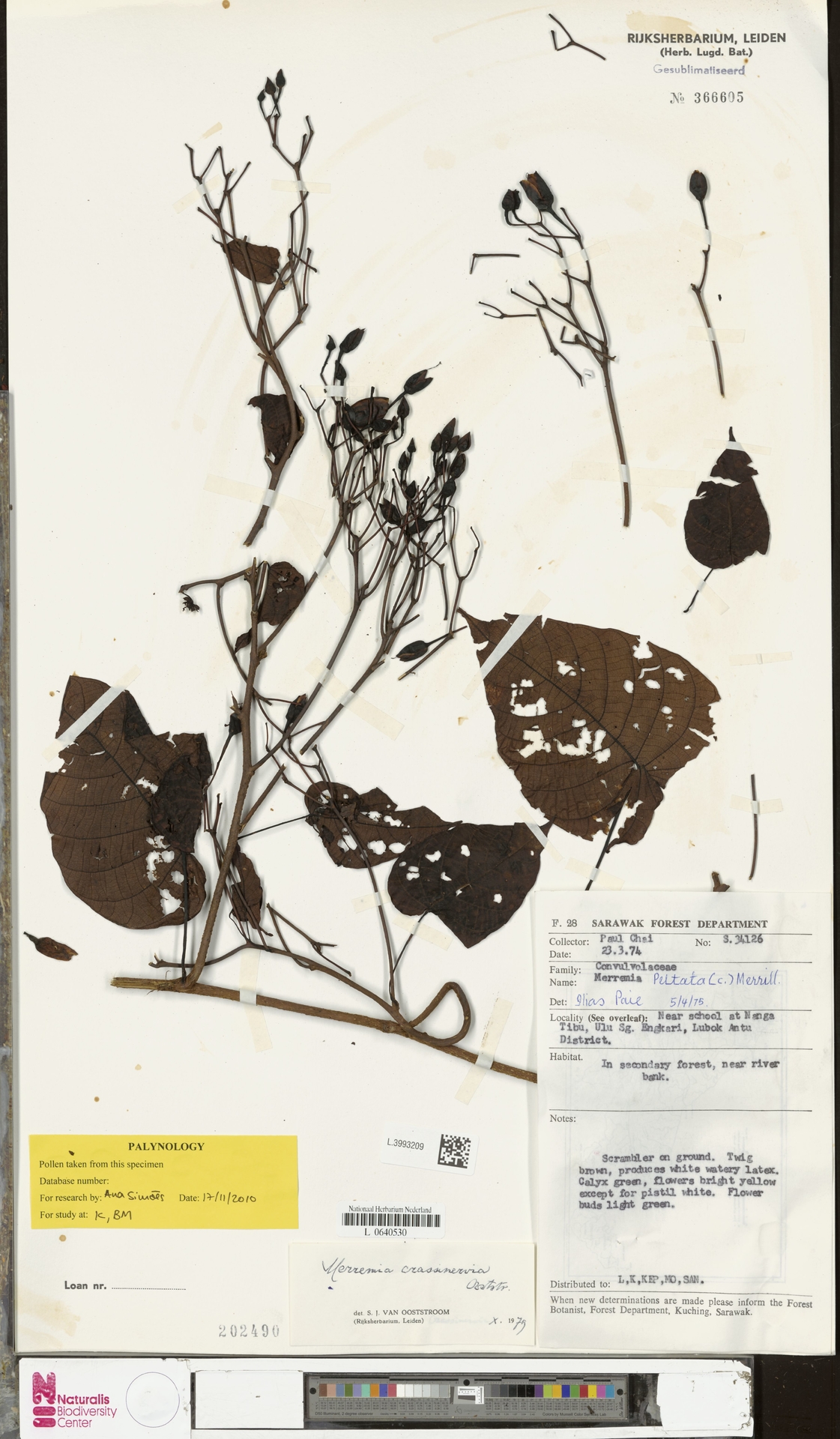 Merremia crassinervia