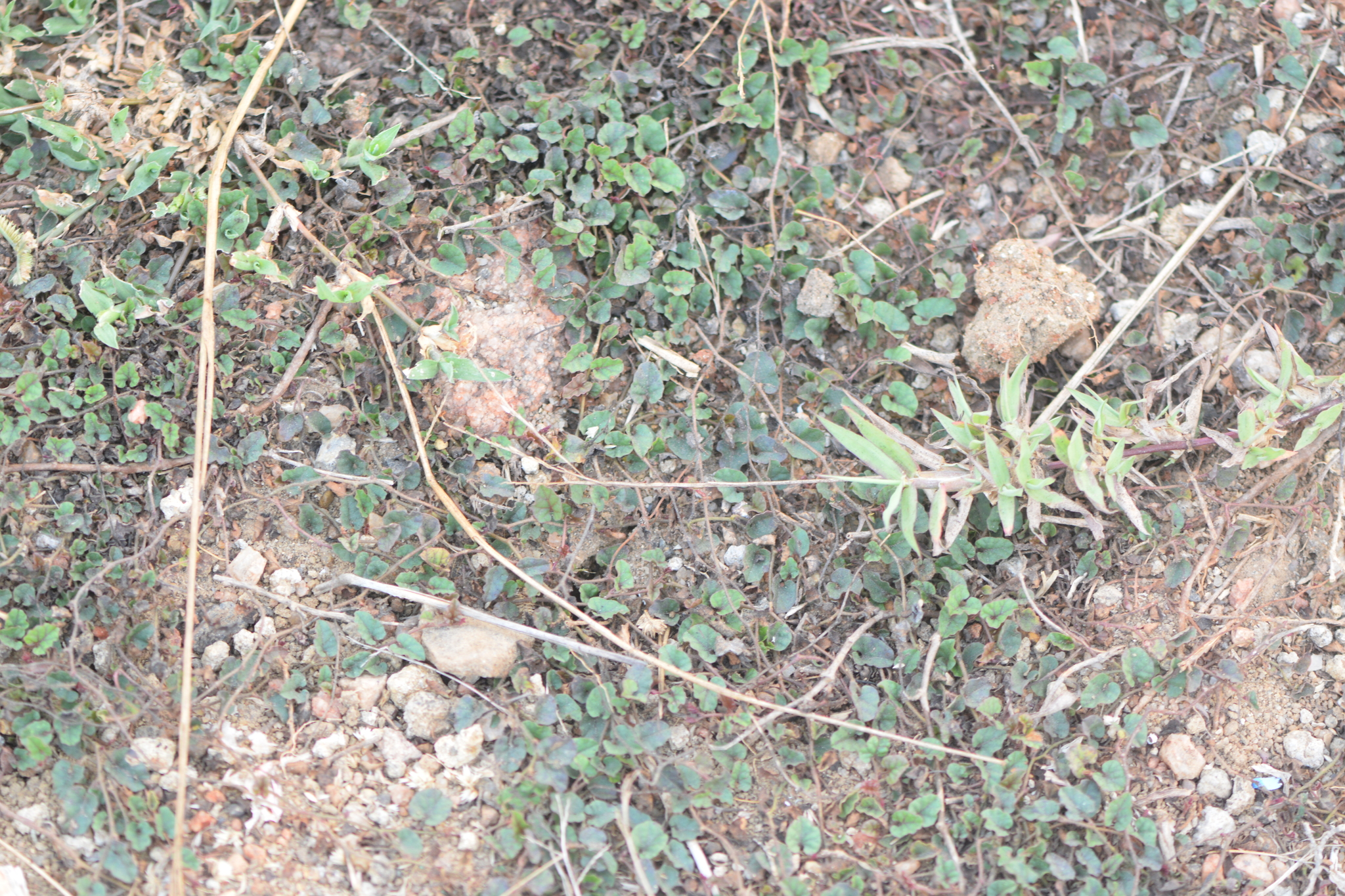 Merremia emarginata