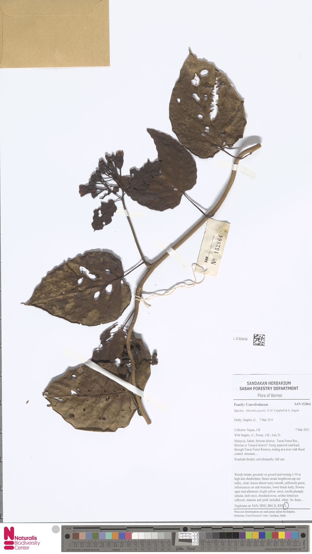 Merremia gracilis