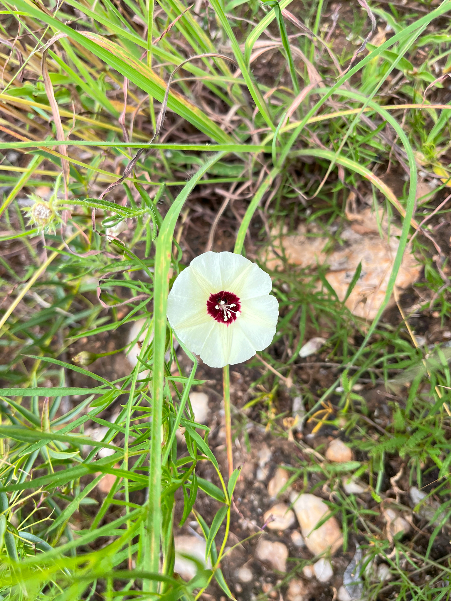 Merremia palmata