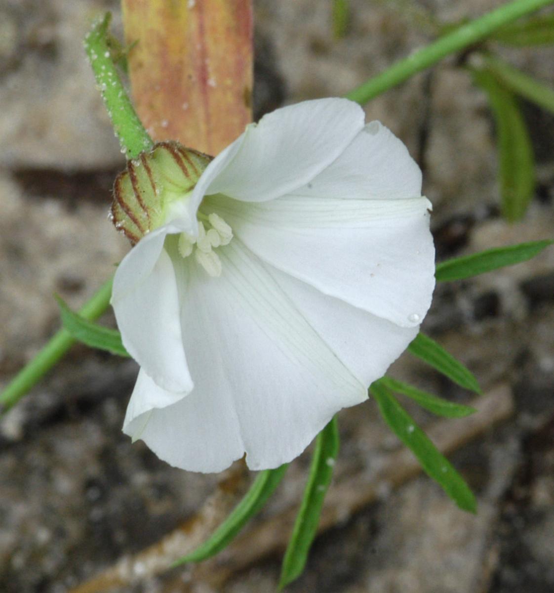 Merremia verecunda