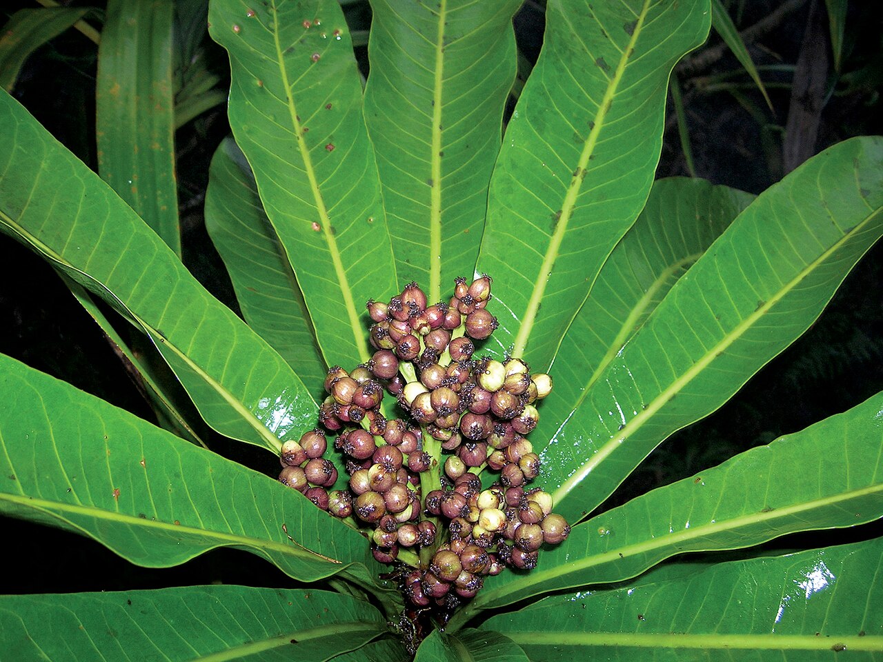 Meryta pastoralis