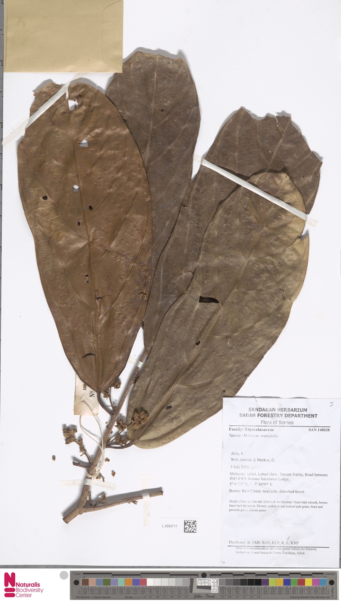 Microcos crassifolia
