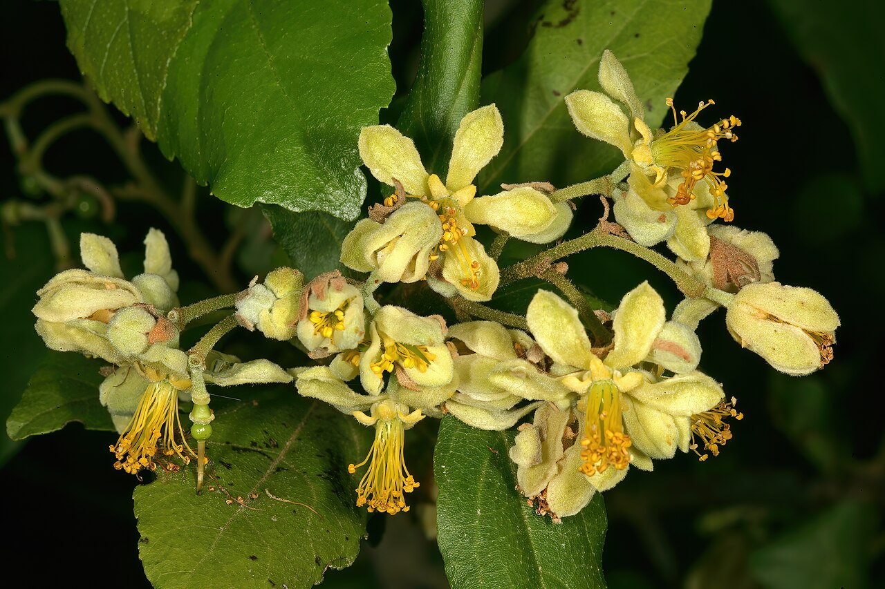 Microcos microthyrsa