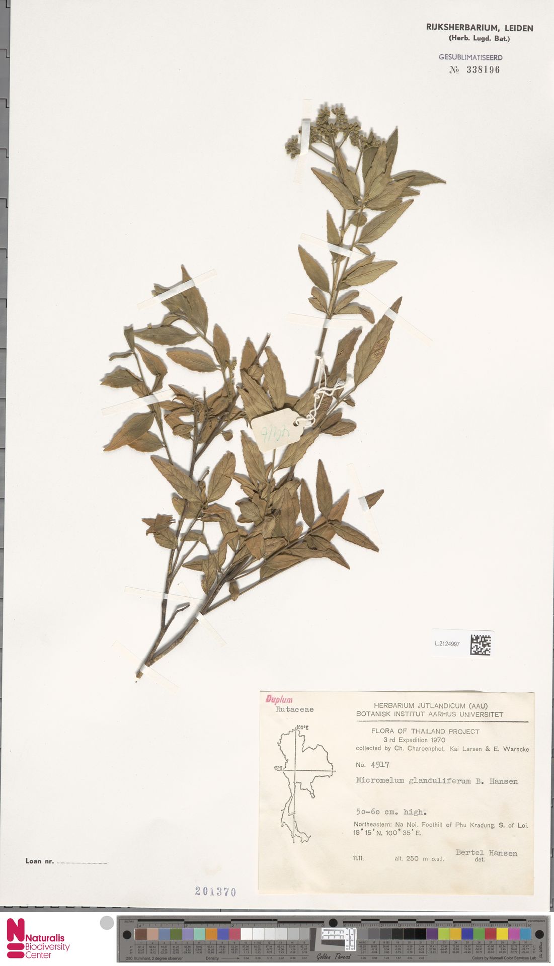 Micromelum glanduliferum
