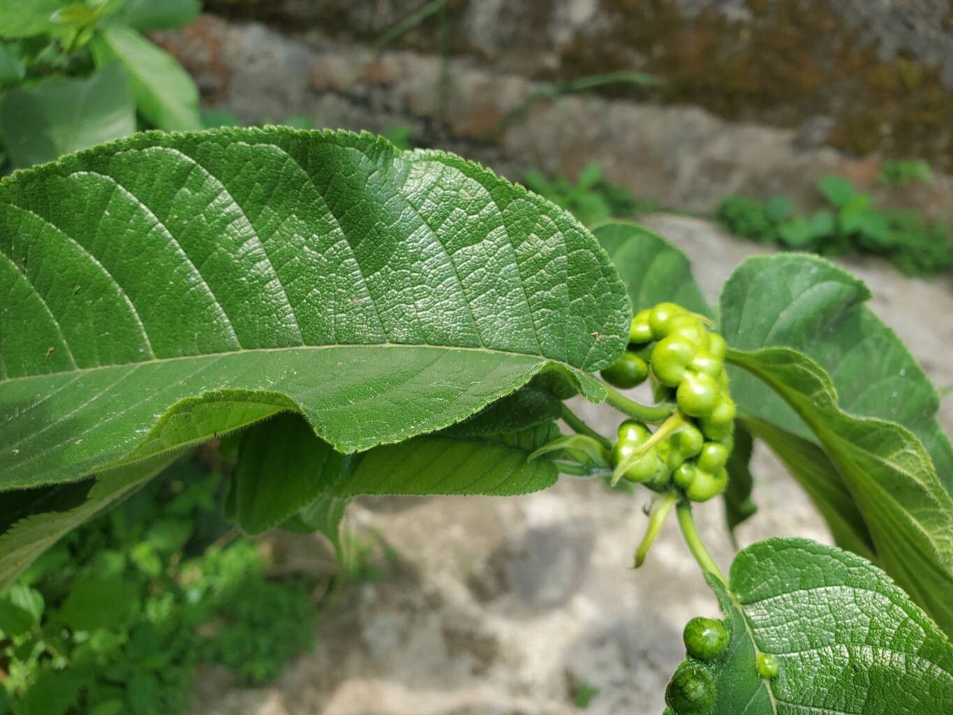 Milicia excelsa