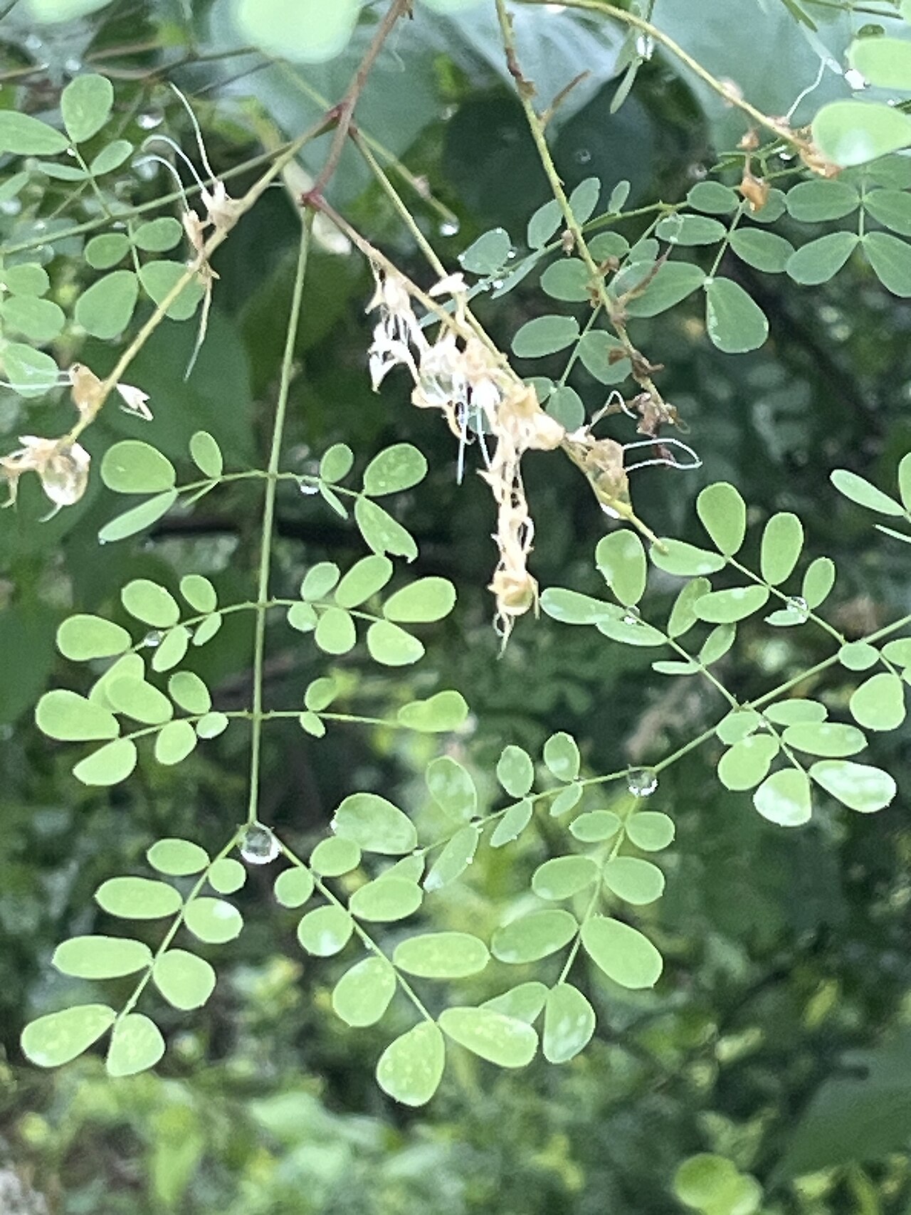 Mimosa distachya