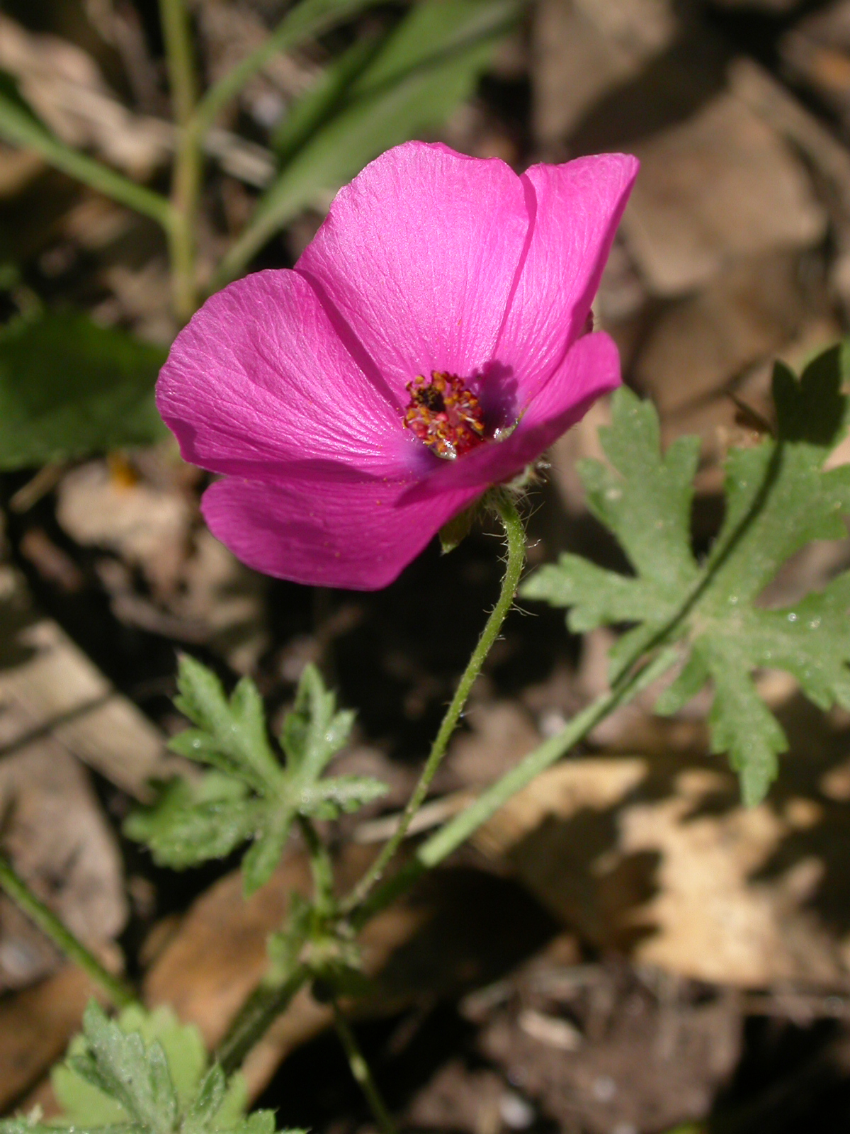 Modiolastrum gilliesii