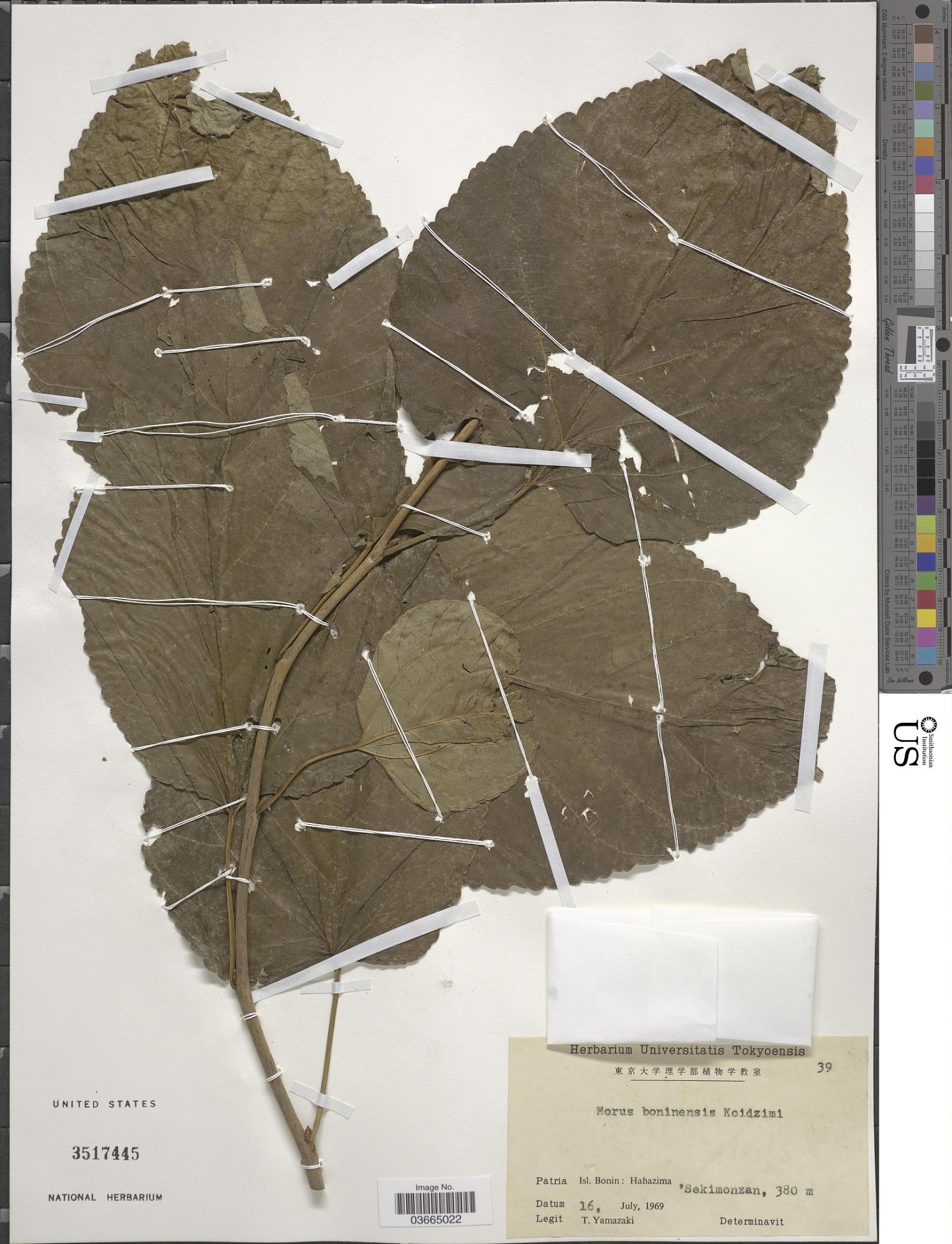 Morus boninensis