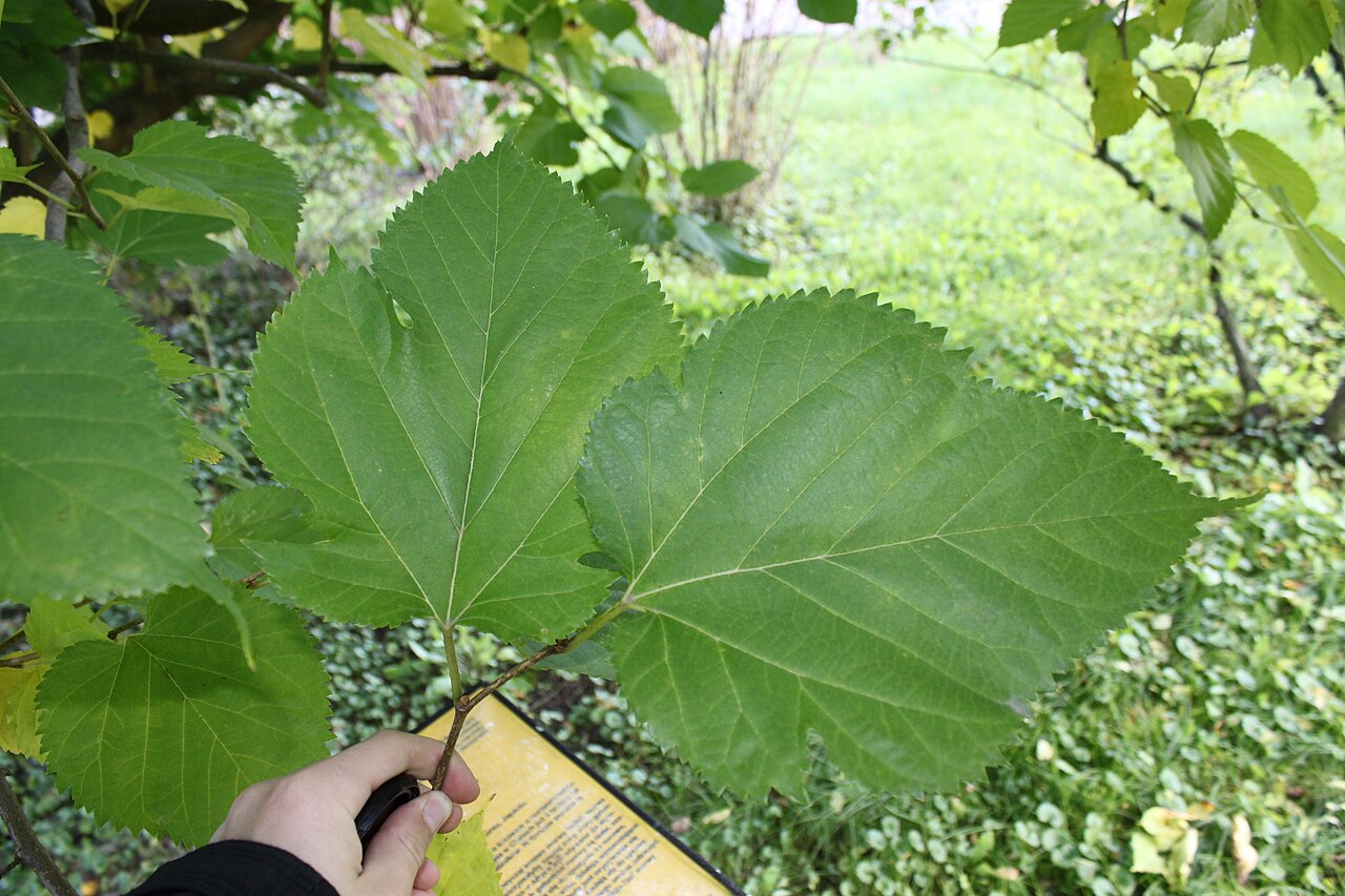 Morus indica