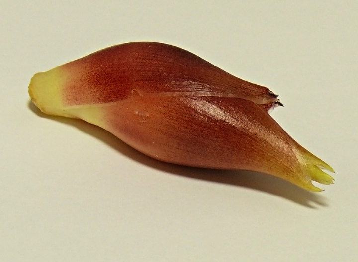 Myōga