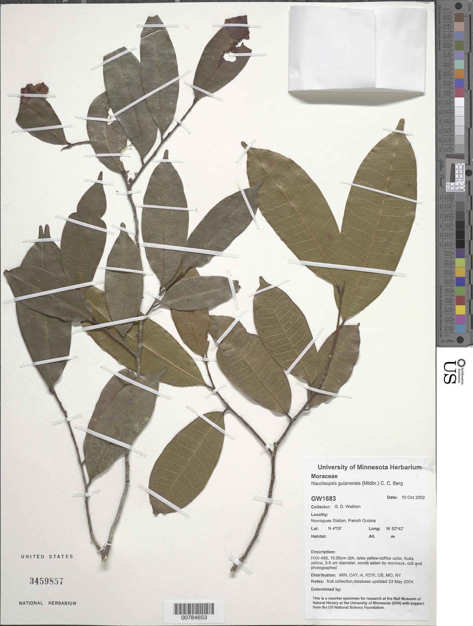 Naucleopsis guianensis