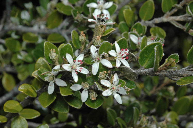 Nematolepis ovatifolia