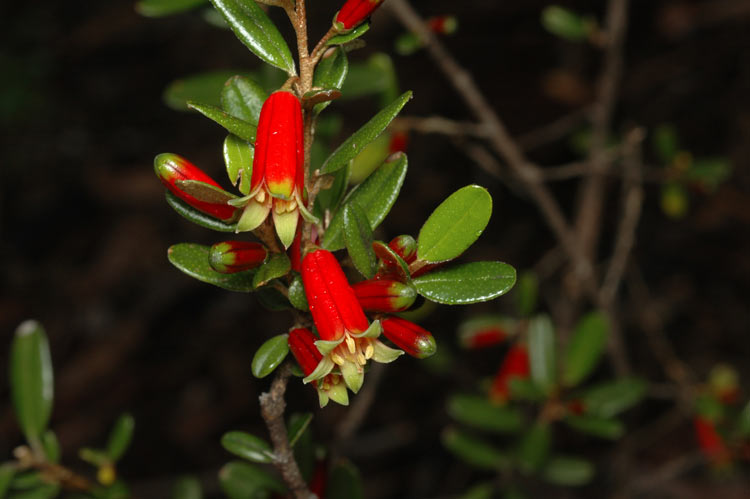 Nematolepis phebalioides