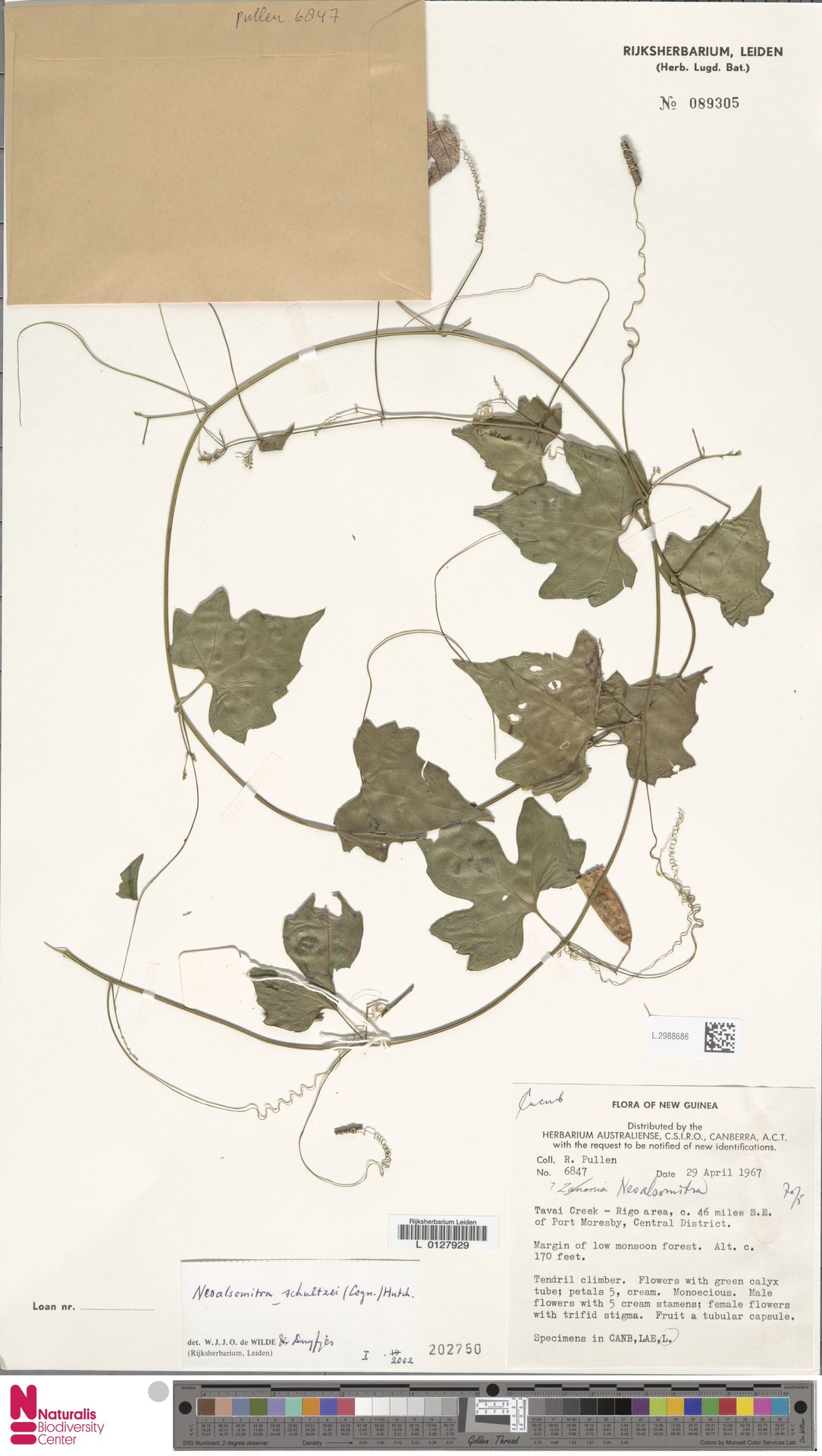 Neoalsomitra schultzei