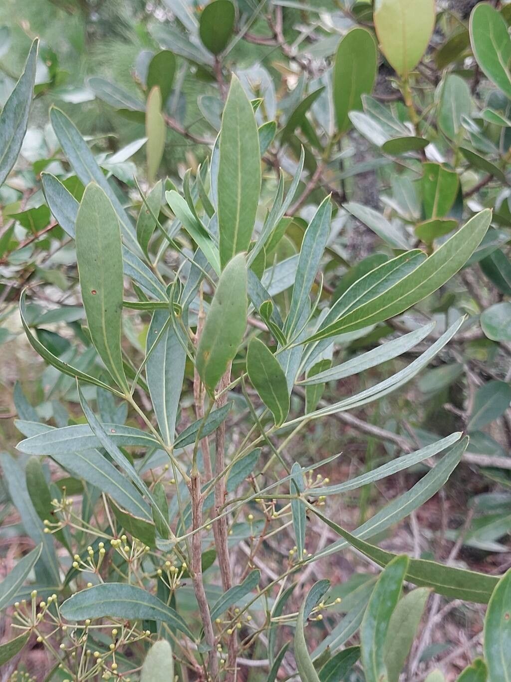Neocussonia bojeri