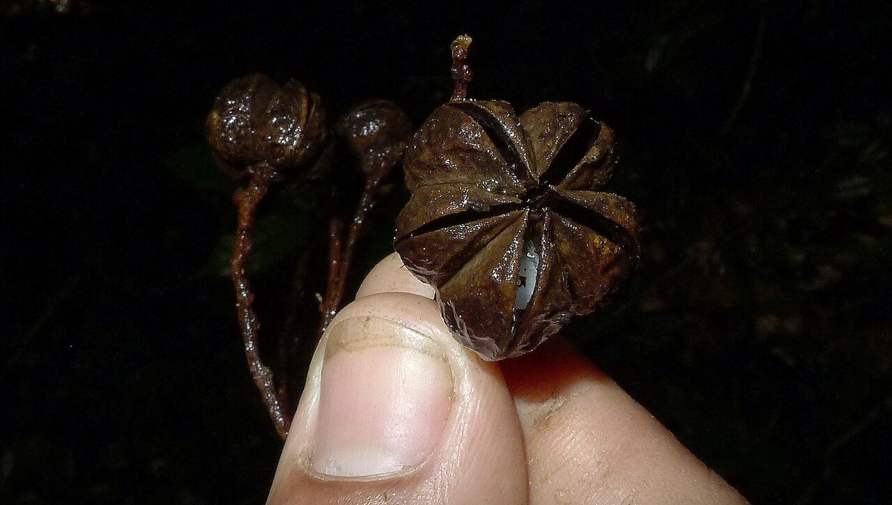 Neoraputia trifoliata