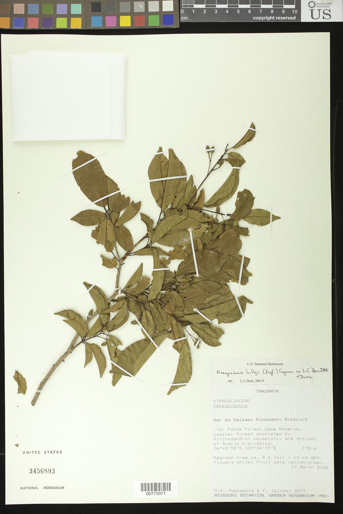 Nesogordonia holtzii