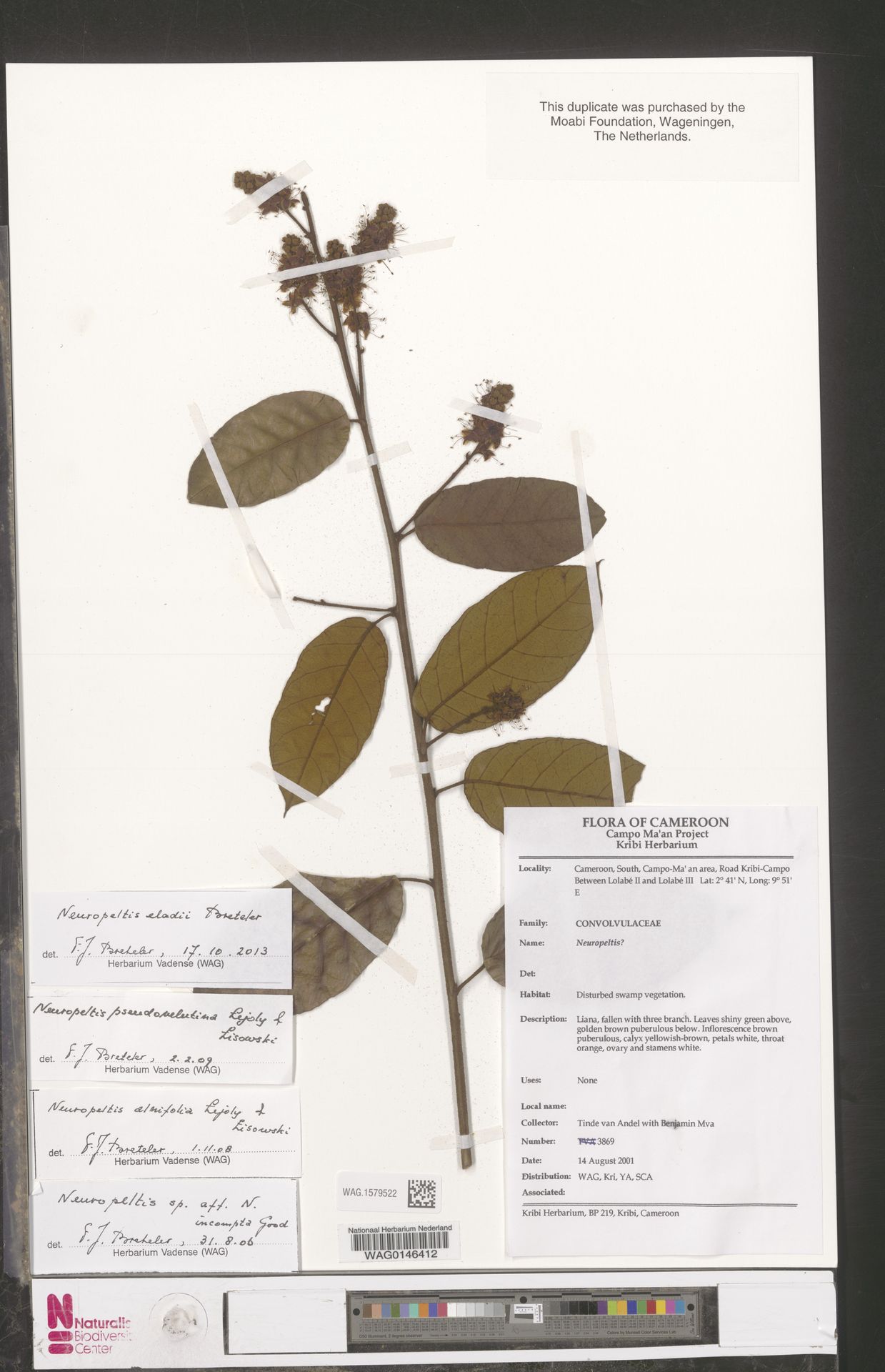 Neuropeltis eladii