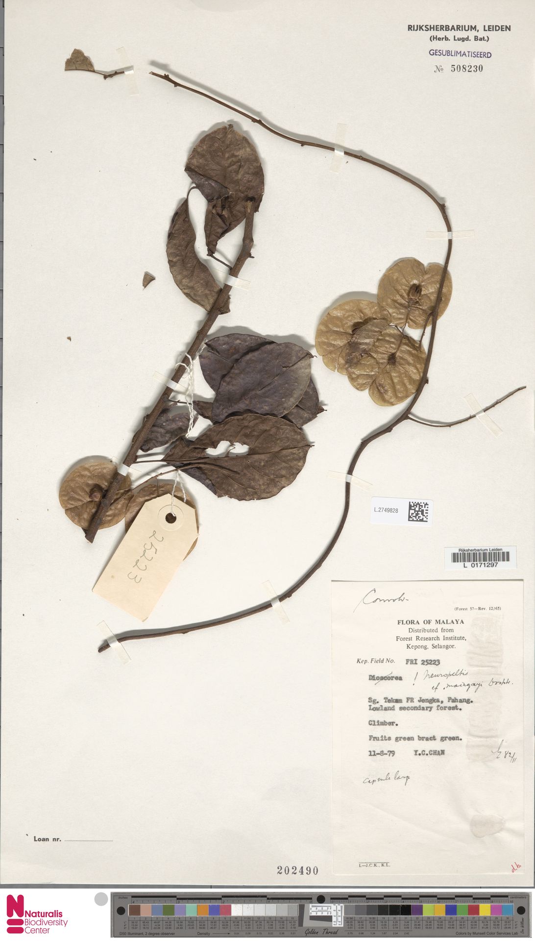 Neuropeltis maingayi