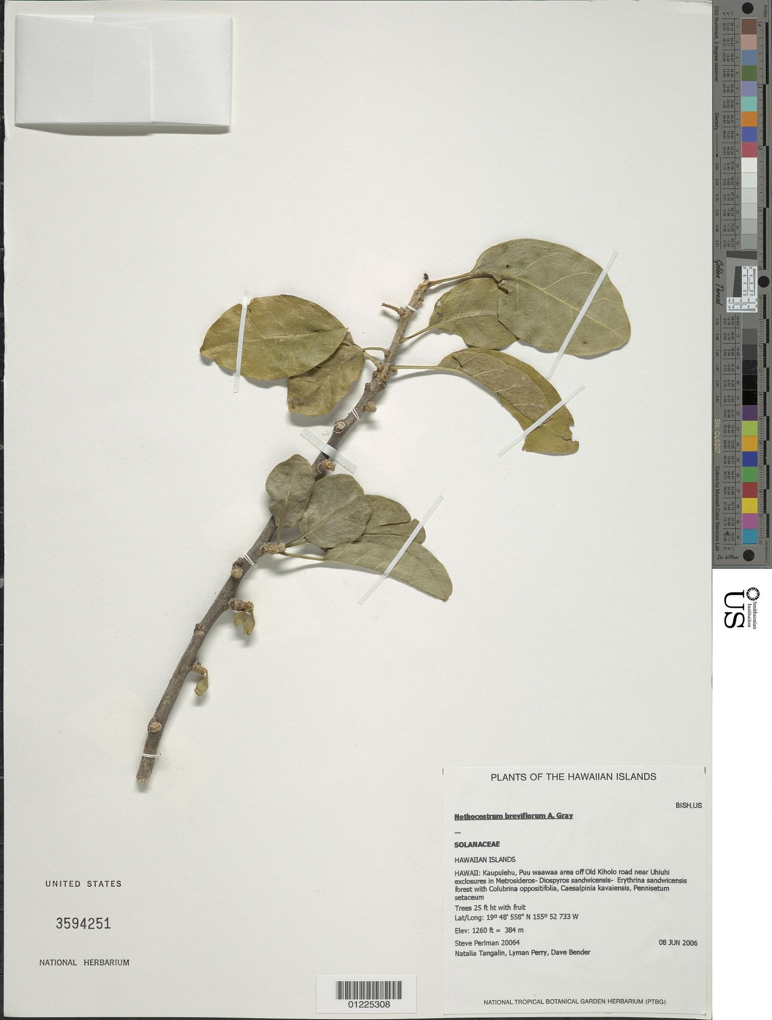 Nothocestrum breviflorum