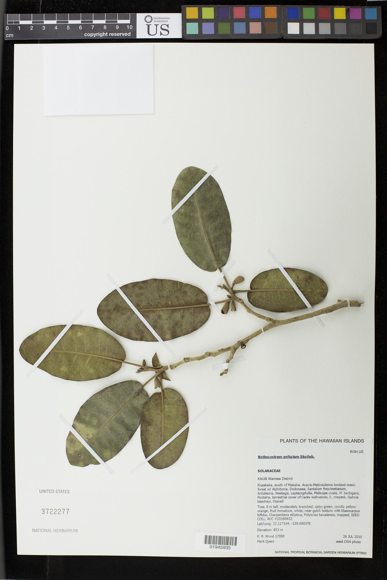 Nothocestrum peltatum